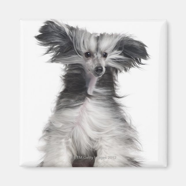 Aimant Chien chinois (15 mois) au vent (Devant)