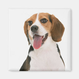 Aimant Chien chiot Beagle mignon