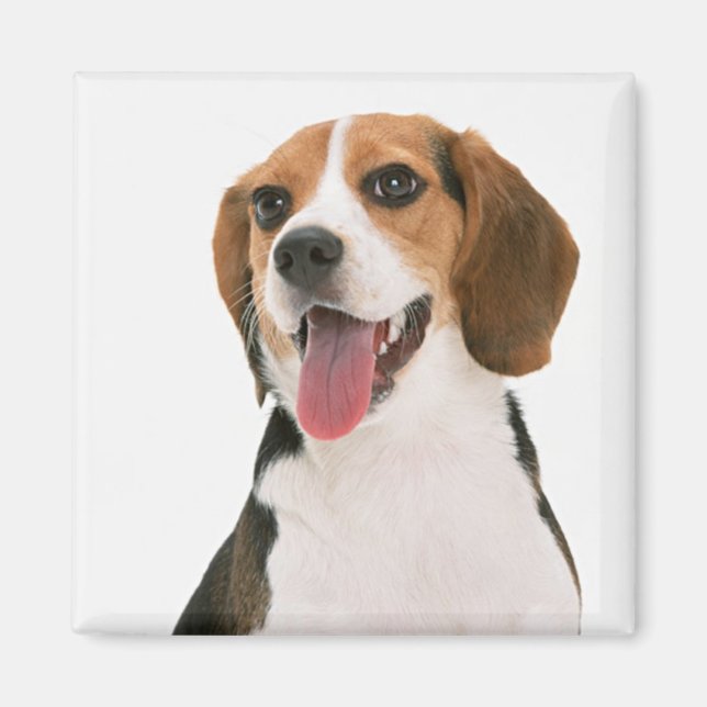 Aimant Chien chiot Beagle mignon (Devant)