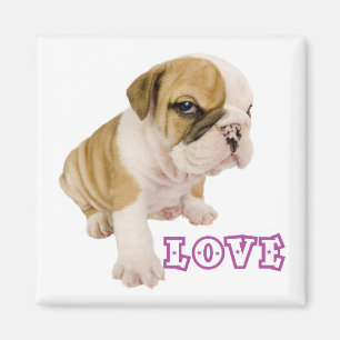 Aimant Chien Chiot Bouledogue Anglais