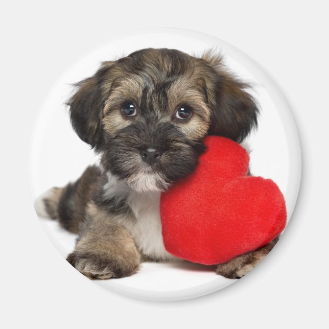 Aimant Chien chiot de Valentine Havanais (Devant)