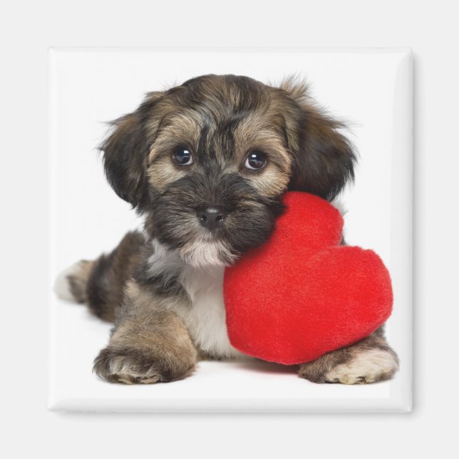 Aimant Chien chiot de Valentine Havanais (Devant)