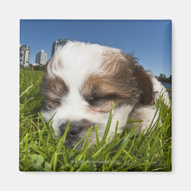 Aimant Chien chiot mignon dans le parc, Vancouver, BC, Ca (Devant)