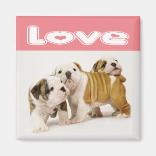 Aimant Chien Chiots Bouledogue Anglais
