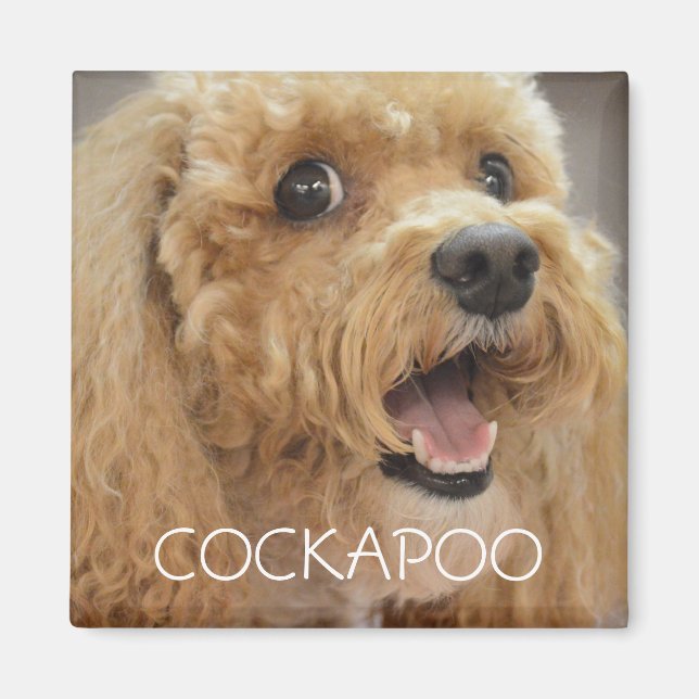 Aimant Chien Cockapoo Adorable qui Sourit (Devant)