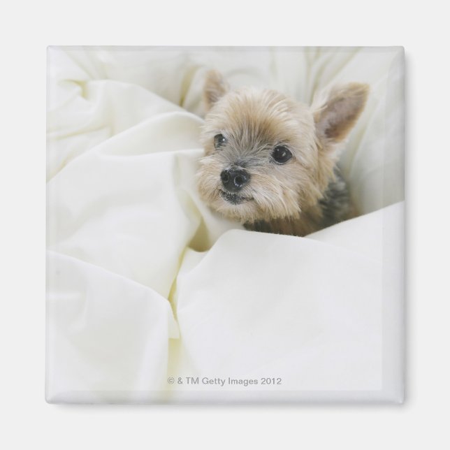 Aimant Chien dans le lit (Devant)