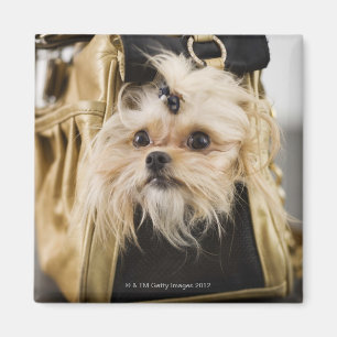 Aimant Chien dans une bourse