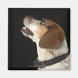 Aimant Chien de beagle avec le profil noir de collier