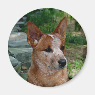 Aimant Chien de bétail