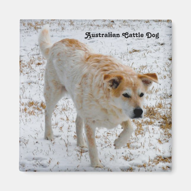 Aimant Chien de bétail australien (Devant)