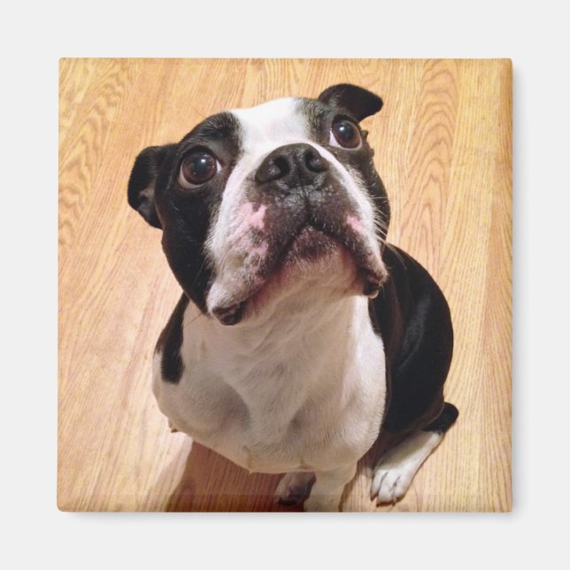 Aimant Chien de Boston Terrier (Devant)