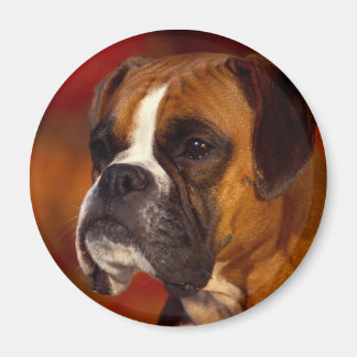 Aimant Chien de boxe