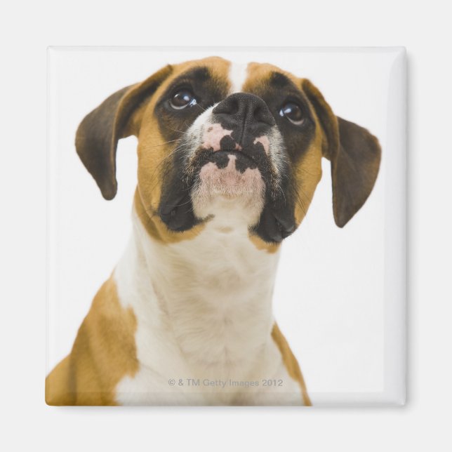 Aimant Chien de boxe levant (Devant)
