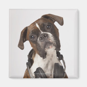 Aimant chien de boxeur avec des écouteurs