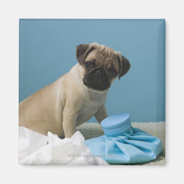 Aimant chien de carlin assis sur le lit avec une bouteill (Devant)