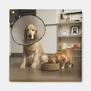 Aimant Chien de golden retriever avec la séance médical