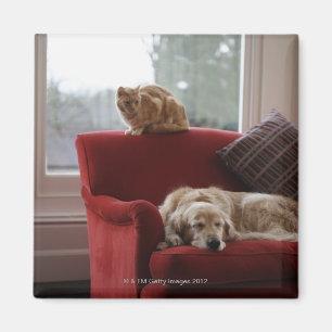 Aimant Chien de golden retriever avec le chat tigré de