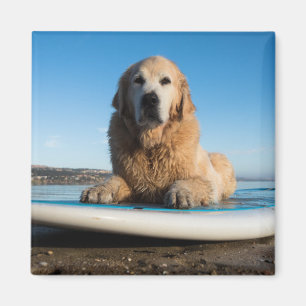 Aimant Chien de golden retriever s'étendant sur un