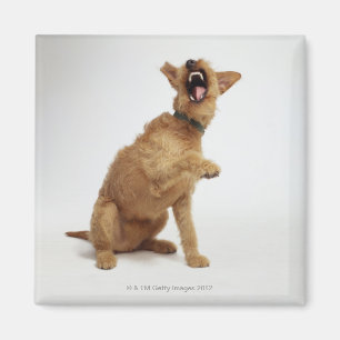 Aimant Chien de grondement