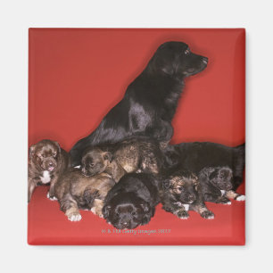 Aimant Chien de mère avec des chiots