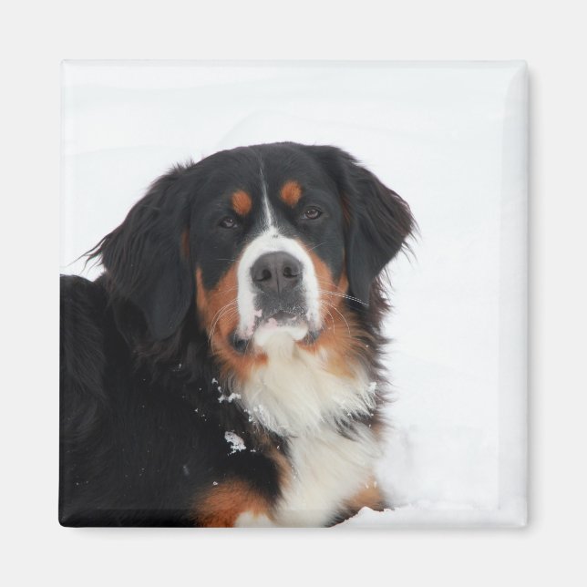 Aimant Chien de montagne bernois personnalisable (Devant)