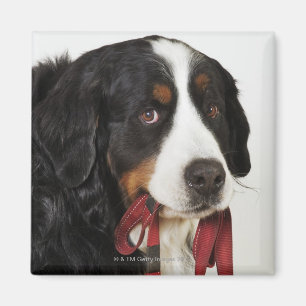Aimant Chien de montagne de Bernese (Berner Sennenhund)