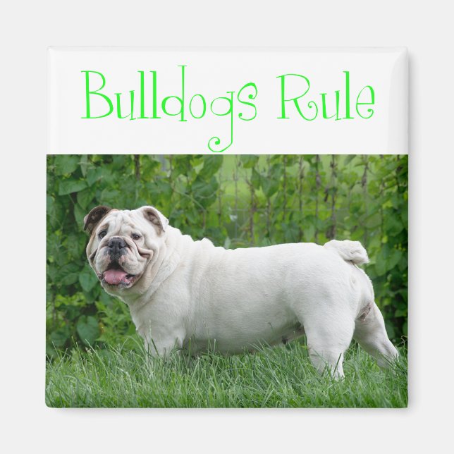 Aimant Chien de Race Bouledogue Anglais Blanc (Devant)