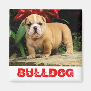 Aimant Chien de race Bulldog anglais Mignon aimanté