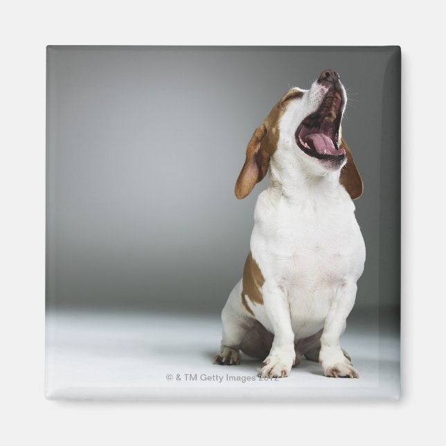 Aimant Chien de race mixte (Devant)