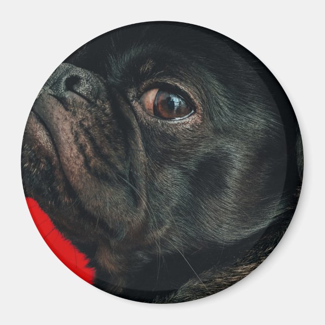 Aimant chien de rojo (Devant)