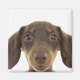 Aimant Chien de saucisse (brun) 2