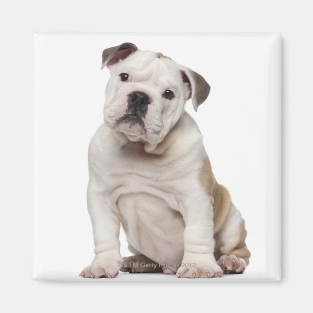 Aimant Chien de taureau anglais (2 mois) (Devant)