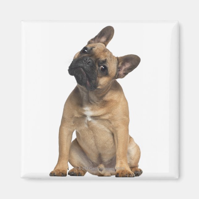Aimant Chien de taureau français (7 mois) (Devant)