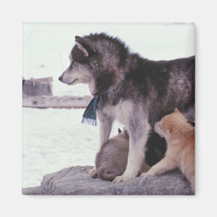 Aimant Chien de traîneau avec des ordures des chiots
