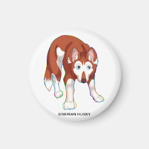 AIMANT CHIEN DE TRAÎNEAU SIBÉRIEN