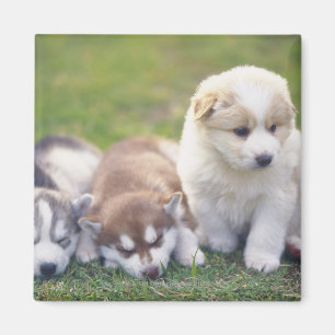 Aimant Chien de traîneau sibérien ; Une race de chien