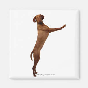Aimant Chien de Vizsla