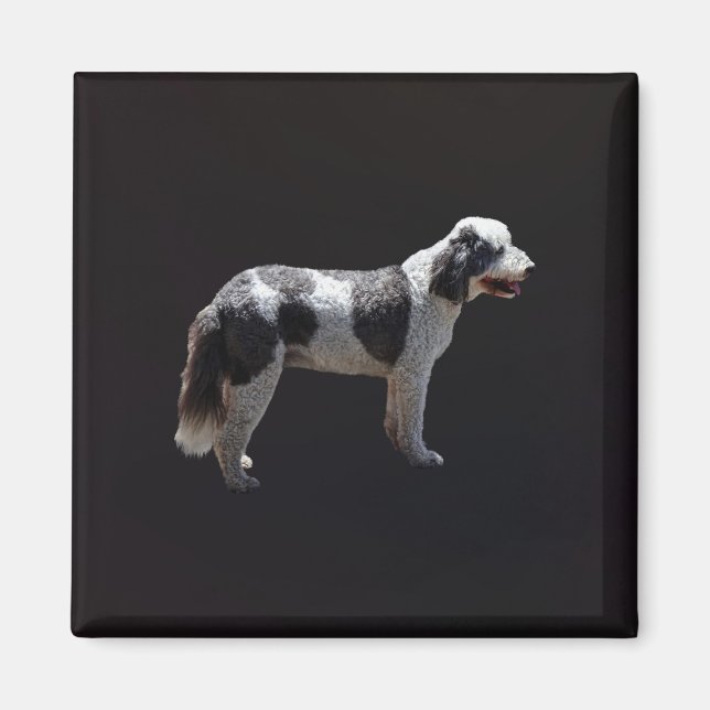 Aimant Chien d'eau portugais (Devant)