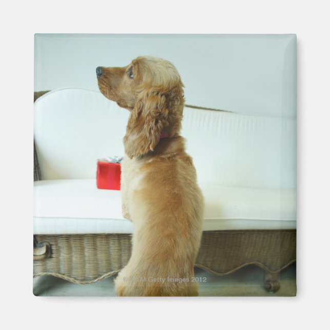 Aimant Chien debout sur un canapé avec un cadeau (Devant)