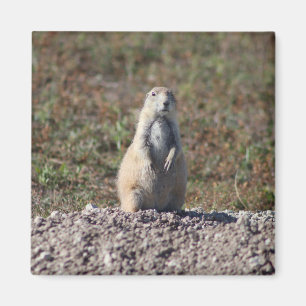 Aimant Chien des Prairies dans le parc national Badlands,