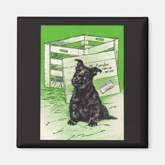 Aimant Chien écossais par livraison spéciale (Devant)