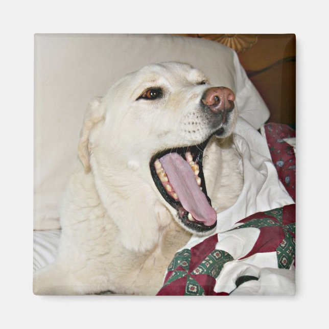 Aimant Chien endormi (Devant)