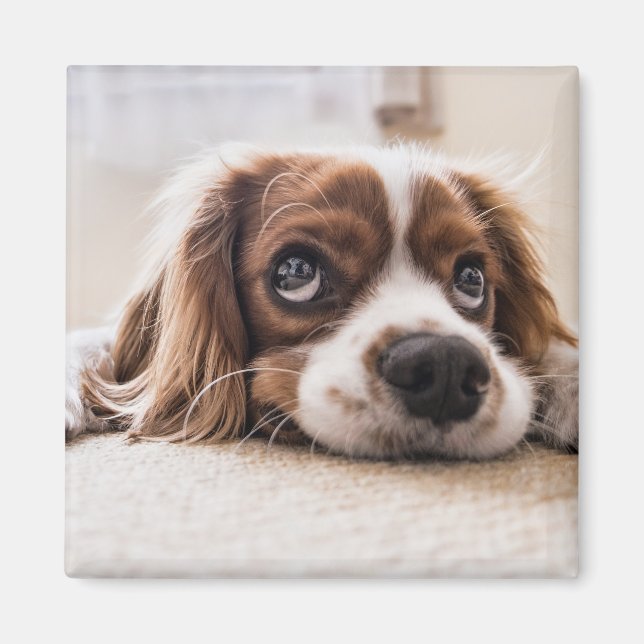 Aimant Chien Espagnol Coqueur Triste (Devant)