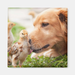 Aimant Chien et poussin