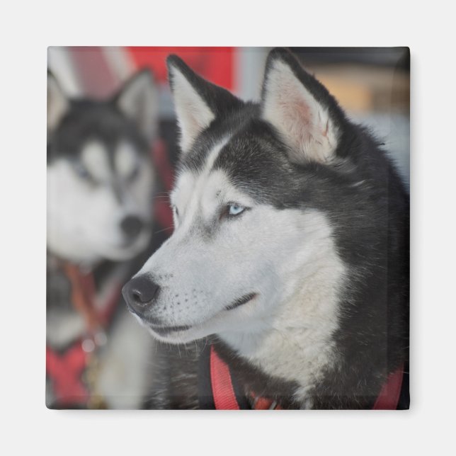 Aimant Chien husky avant une course, Canada (Devant)