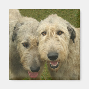 Aimant Chien-loup irlandais