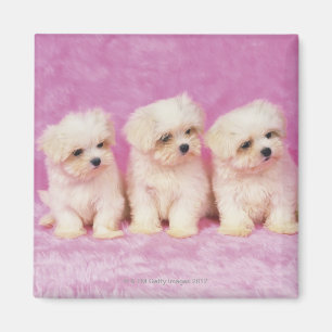 Aimant Chien maltais ; est une petite race du chien blanc