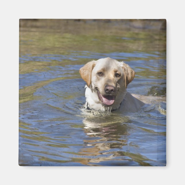 Aimant Chien nageant (Devant)
