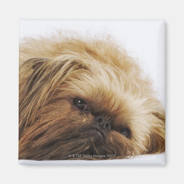 Aimant Chien pekingese, gros plan (Devant)