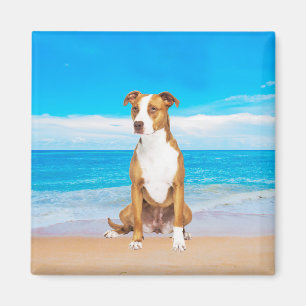 Aimant Chien Pitbull Assis Sur La Plage